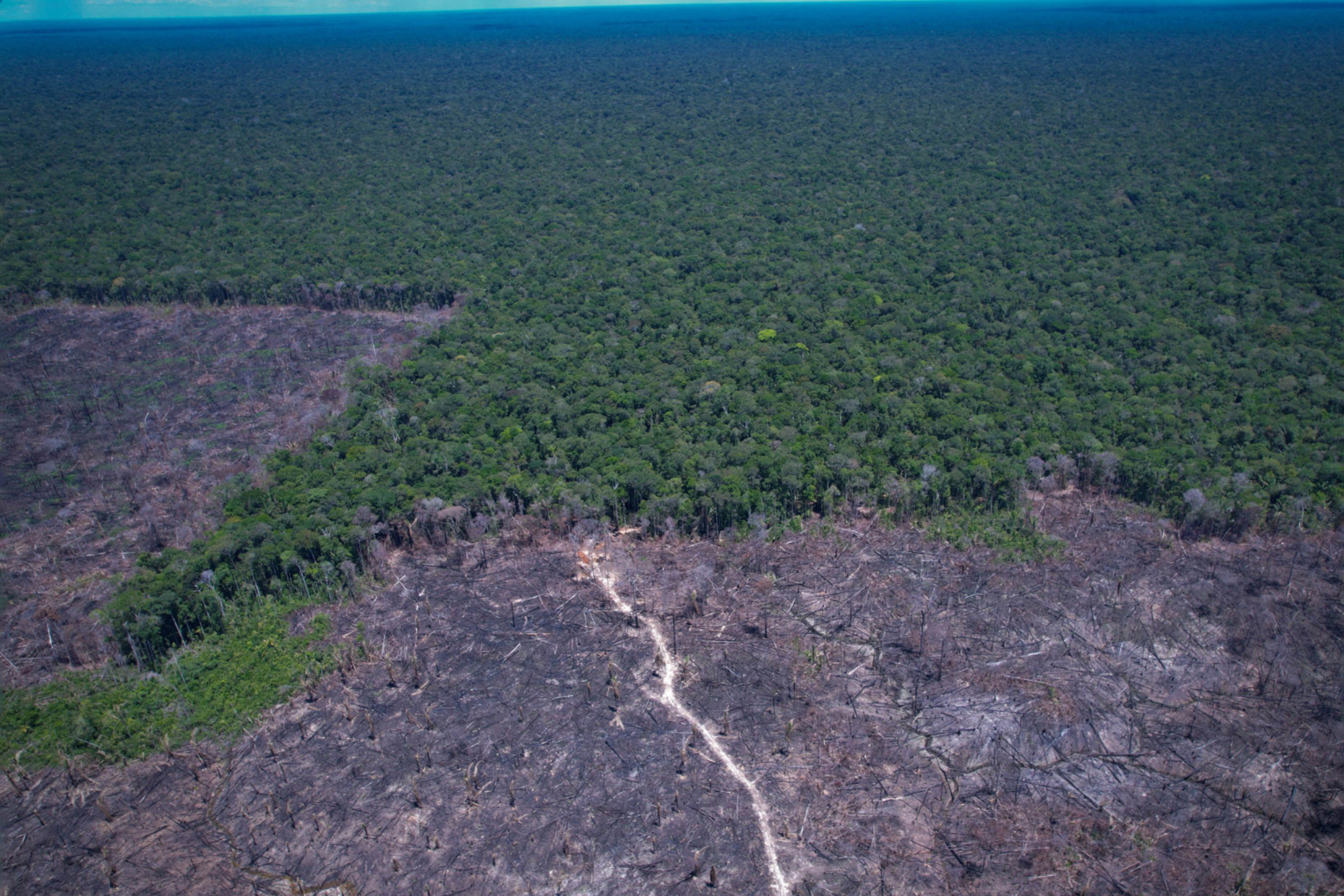 Desmatamento na Amazônia cai ao menor nível em onze anos, mas Mato Grosso vai na contramão